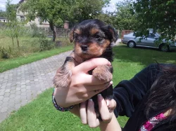 Yorkshire Terrier