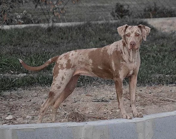 Štěňata louisianský leopardí pes s PP