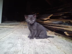 Daruji 10 hravých a přítulných koťátek