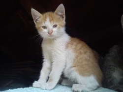 Daruji 10 hravých a přítulných koťátek