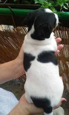 Prodám fenku Jack Russell Teriéra bez PP
