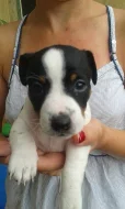 Prodám fenku Jack Russell Teriéra bez PP