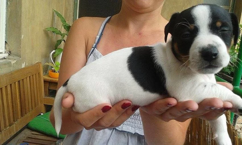 Prodám fenku Jack Russell Teriéra bez PP