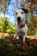 Prodám fenku Jack Russell Teriéra bez PP