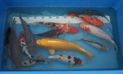 Koi kapři