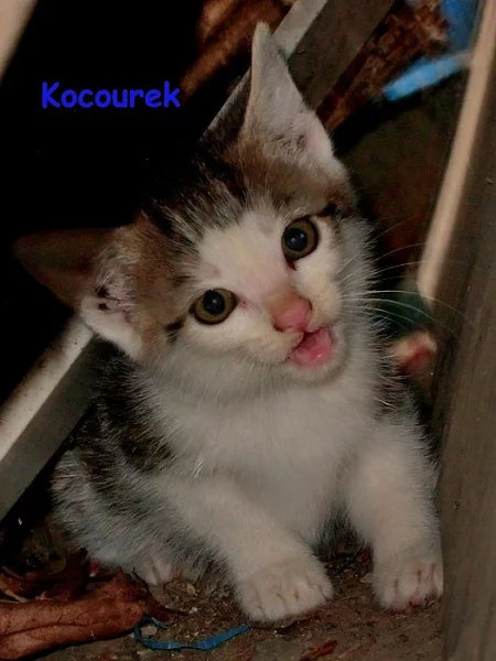 Darujeme koťátka