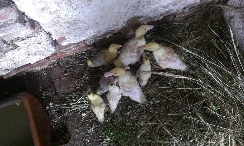 Líheň Altilia 200 MAXI