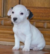 štěňátka jack russell terier