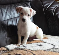 štěňátka jack russell terier