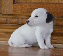 štěňátka jack russell terier
