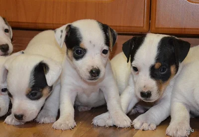štěňátka jack russell terier