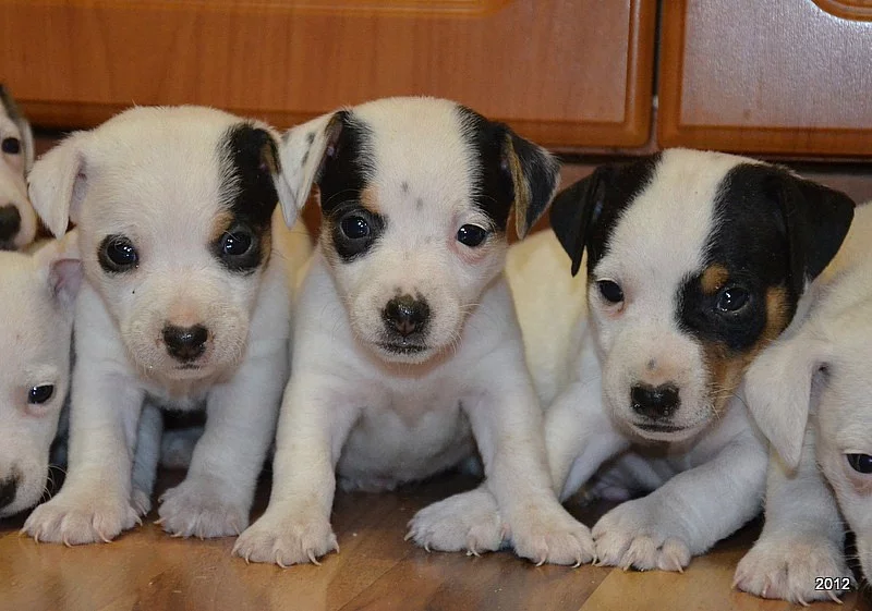štěňátka jack russell terier