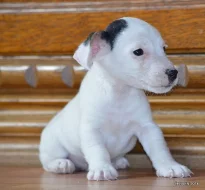 štěňátka jack russell terier