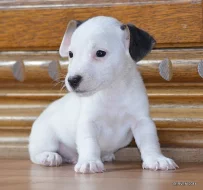 štěňátka jack russell terier
