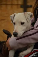 štěňátka jack russell terier