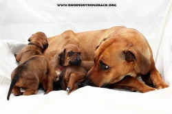 Rhodéský ridgeback štěňata s PP