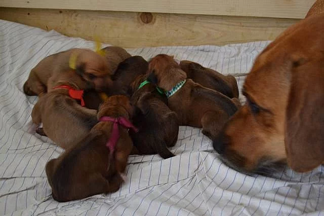 Rhodéský ridgeback štěňata s PP