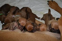 Rhodéský ridgeback štěňata s PP