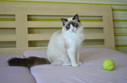 Ragdoll mačiatka s PP