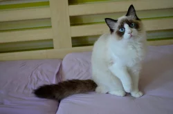 Ragdoll mačiatka s PP