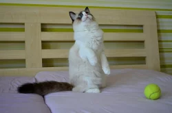 Ragdoll mačiatka s PP