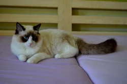 Ragdoll mačiatka s PP