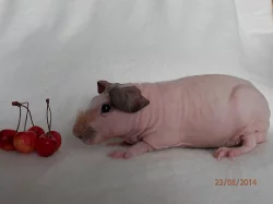 Ušlechtilá skinny morčátka s PP