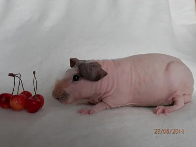 Ušlechtilá skinny morčátka s PP
