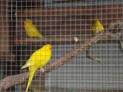 Křepelky čínské + kakariky čč