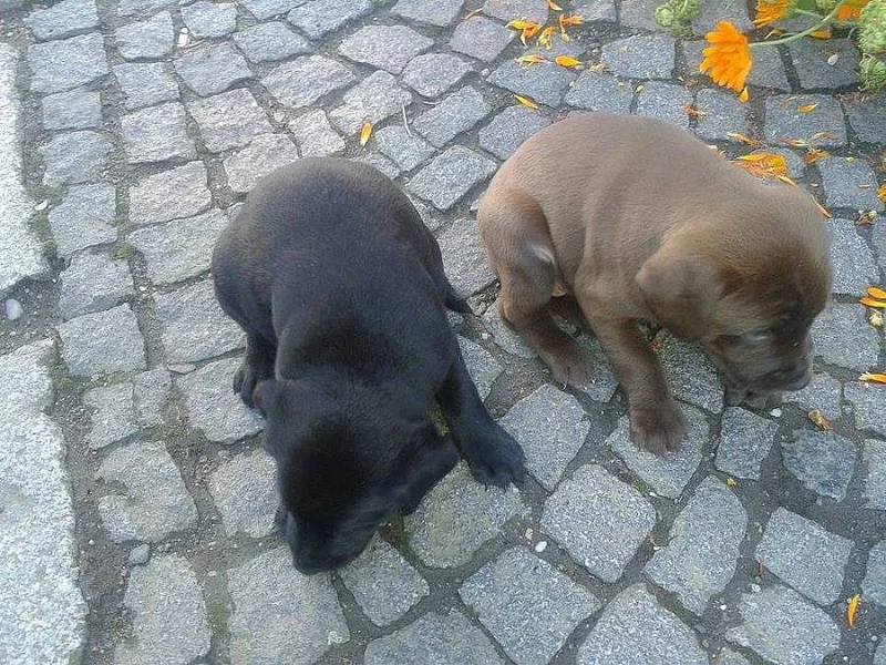 Labradorský retrívr