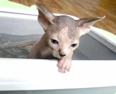 Sphynx koťátka s PP, letní cena