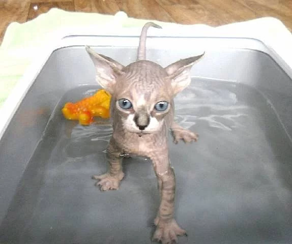Sphynx koťátka s PP, letní cena