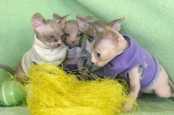 Sphynx koťátka s PP, letní cena