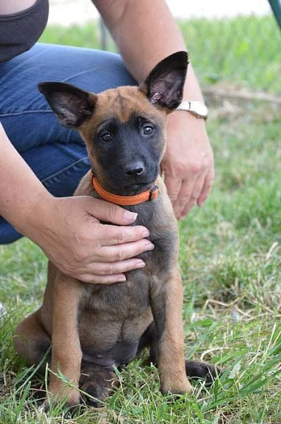 2 Fenečky Belgický ovčák malinois