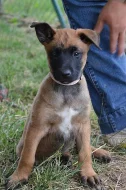 2 Fenečky Belgický ovčák malinois