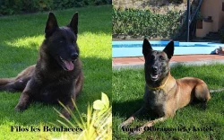 2 Fenečky Belgický ovčák malinois