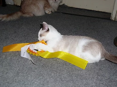 Koťátko Snowshoe s PP