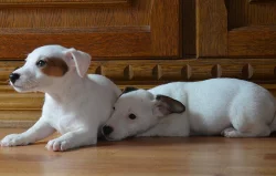 štěňátka jack russell terier