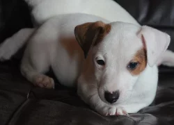 štěňátka jack russell terier