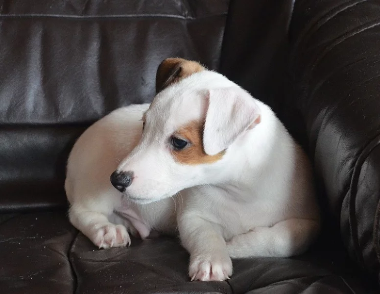 štěňátka jack russell terier