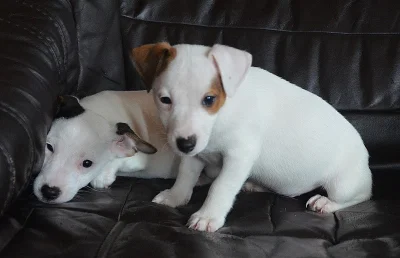 štěňátka jack russell terier