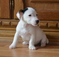 štěňátka jack russell terier