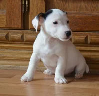 štěňátka jack russell terier