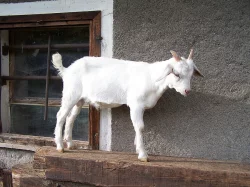 prodám kozlíky a kozly