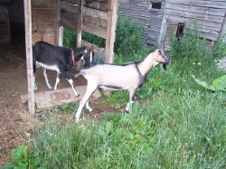 prodám kozlíky a kozly