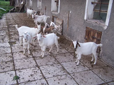 prodám kozlíky a kozly
