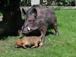 Štýrský brakýř