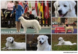 Slovenský čuvač - štěňata s PP