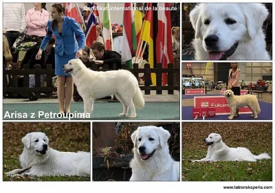 Slovenský čuvač - štěňata s PP