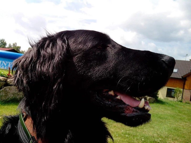 Flat Coated Retriever